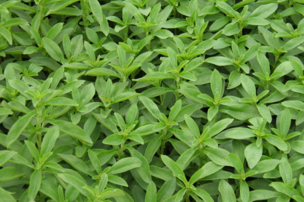 stevia.jpg