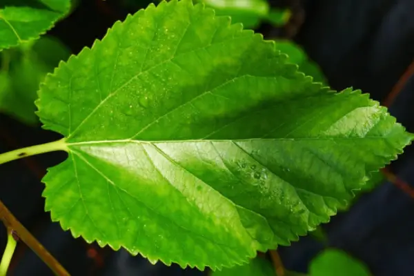 mulberry leaves