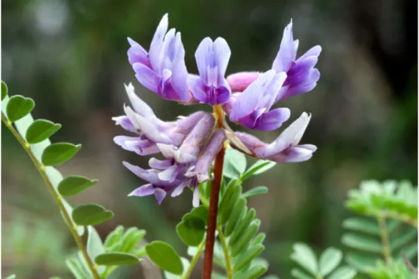 Astragalus extract·