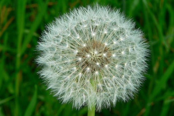 dandelion root