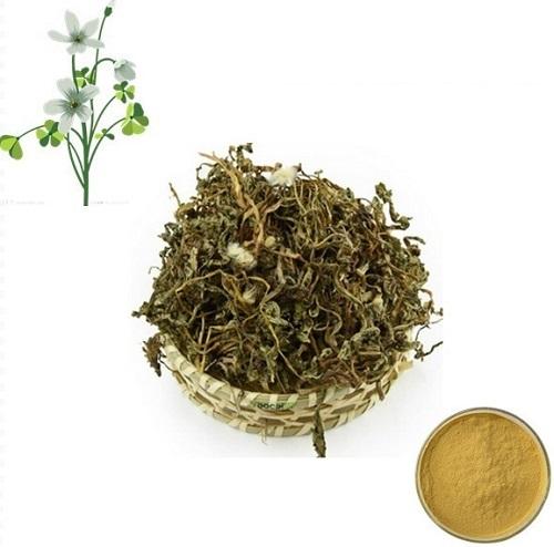dandelion root extract