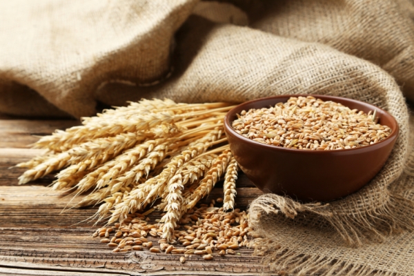 Wheat Protein Powder suppliers