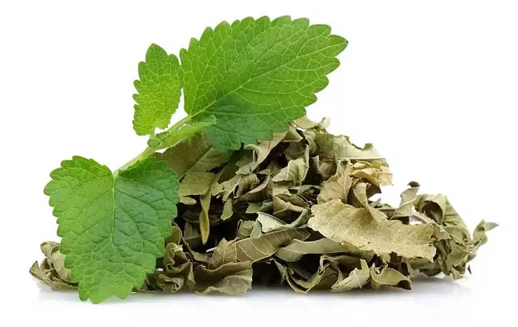 White-Mulberry.jpg