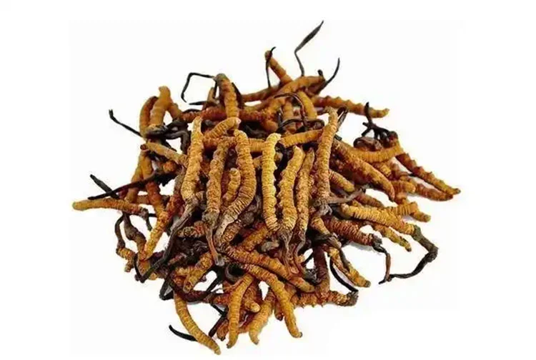 Cordyceps Cordyceps