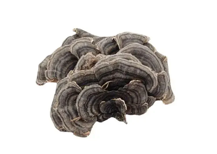 Coriolus Versicolor Coriolus Versicolor