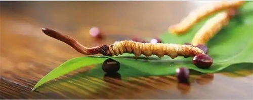 Cordyceps-sinensis Cordyceps-sinensis