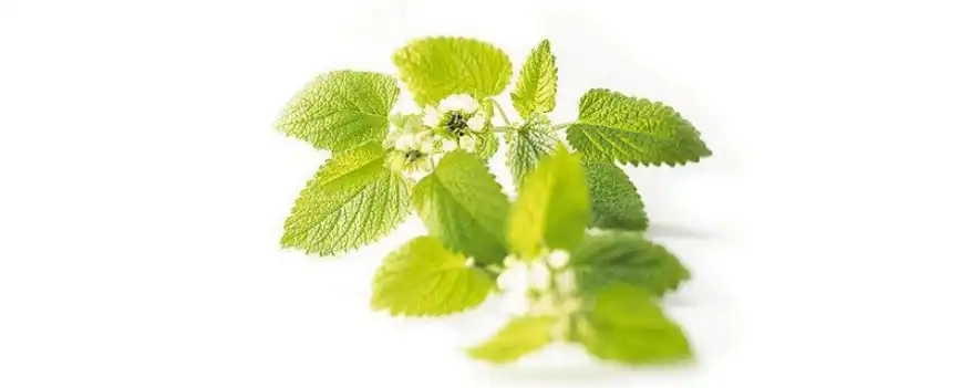 product-877-351 product-877-351