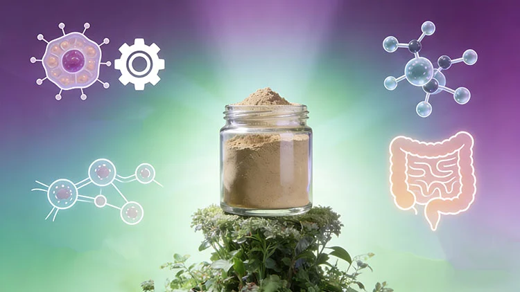 Cellular-Health-&-Digestive-Support-Benefits-of-Maitake-Extract-Powder