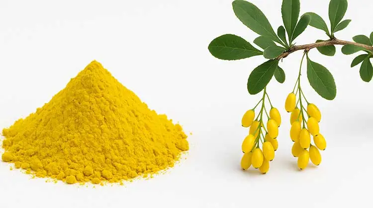 Dihydroberberine Dihydroberberine