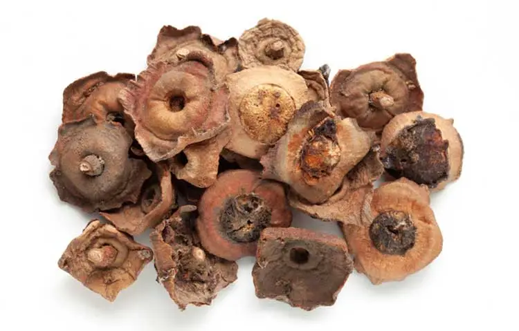 Persimmon-Calyx Persimmon-Calyx