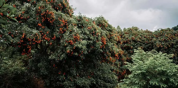 Hippophae-Ramnoides