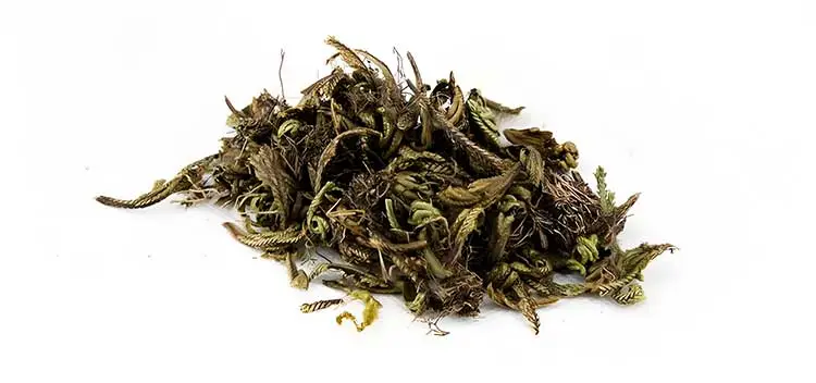 Selaginella-Tamariscina