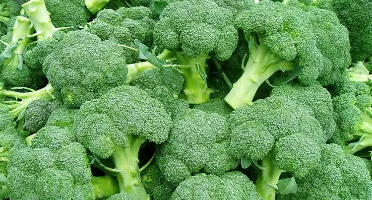 Broccoli-Sprout