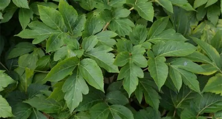 Ashitaba