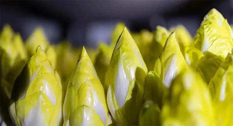 Chicory