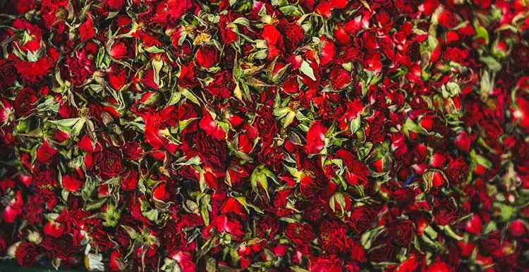 Pure-Rose
