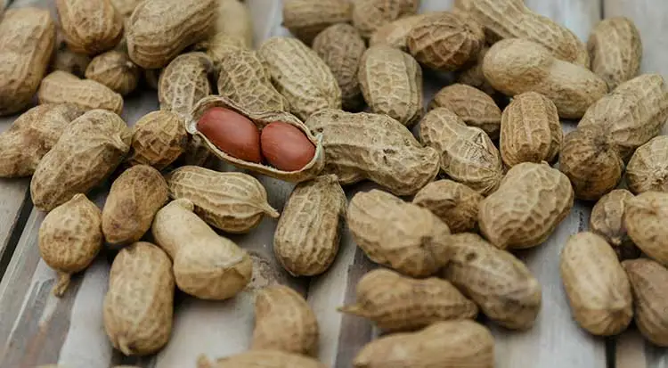 Peanut