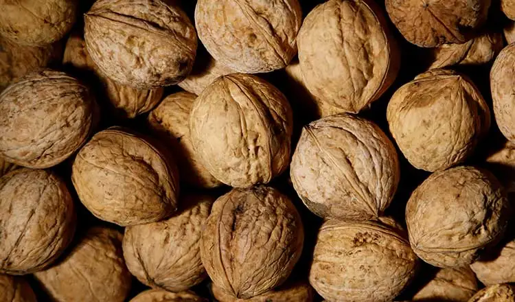 Juglans-Regia