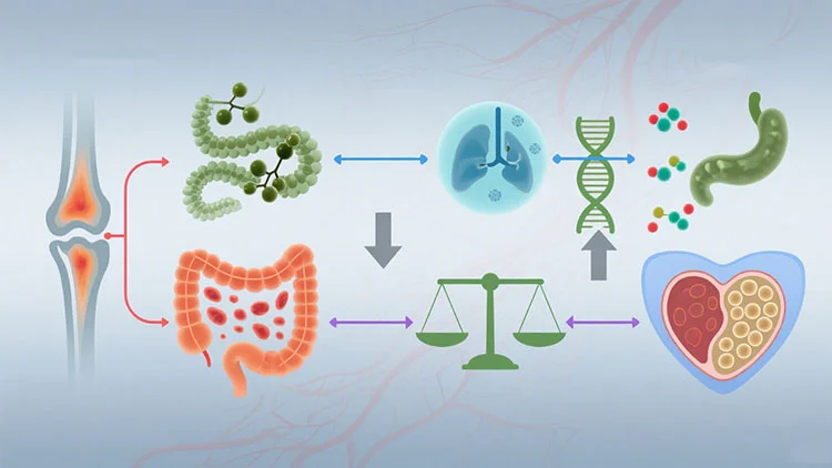 Chronic-Inflammation-and-Immune-System-Modulation
