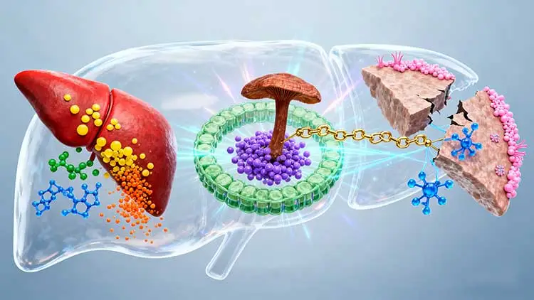 Reishi-Mushroom-Extract's-Role Reishi-Mushroom-Extract's-Role