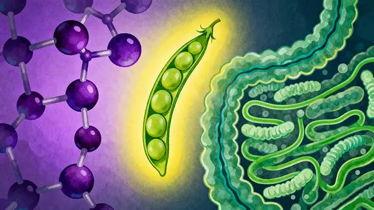 Antioxidant-and-Anti-inflammatory-Advantages-of-Pea-Protein-Powder-vs.-Animal-Based-Proteins Antioxidant-and-Anti-inflammatory-Advantages-of-Pea-Protein-Powder-vs.-Animal-Based-Proteins