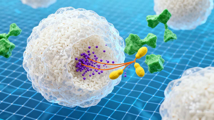 Phytic-Acid-and-Lectin-Removal-Through-Targeted-Enzymatic-Processing-of-Rice-Protein-Powder Phytic-Acid-and-Lectin-Removal-Through-Targeted-Enzymatic-Processing-of-Rice-Protein-Powder