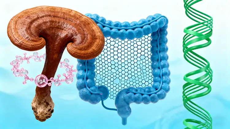 Activation-of-Gut-Associated-Immunity Activation-of-Gut-Associated-Immunity