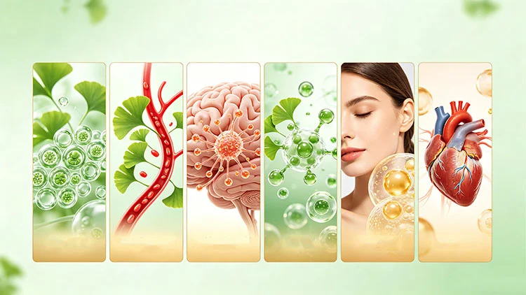 Ginkgo-Biloba-Leaf-Extract-Benefits Ginkgo-Biloba-Leaf-Extract-Benefits