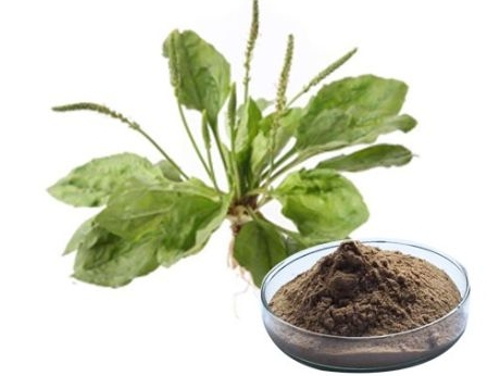 ekstrakt i gjetheve të plantago lanceolata.png