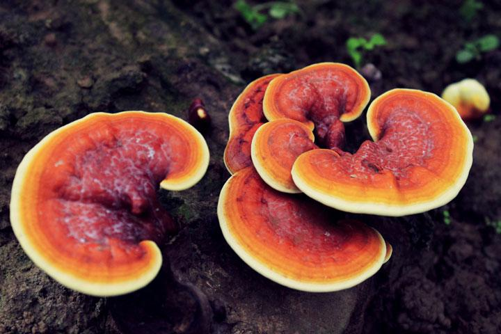 ganoderma lucidum сығындысы ұнтағы