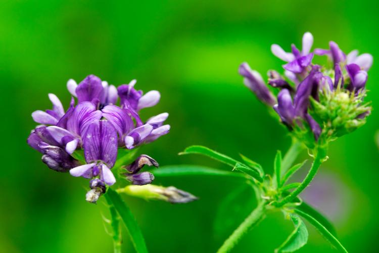 ka pauda alfalfa extract