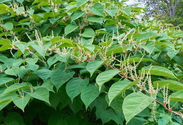 polygonum cuspidatum тамыр сығындысы resveratrol.png дегеніміз не