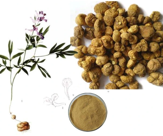 Ekstrakt i Rhizome Corydalis.png