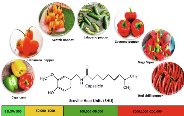 Kapsaicin