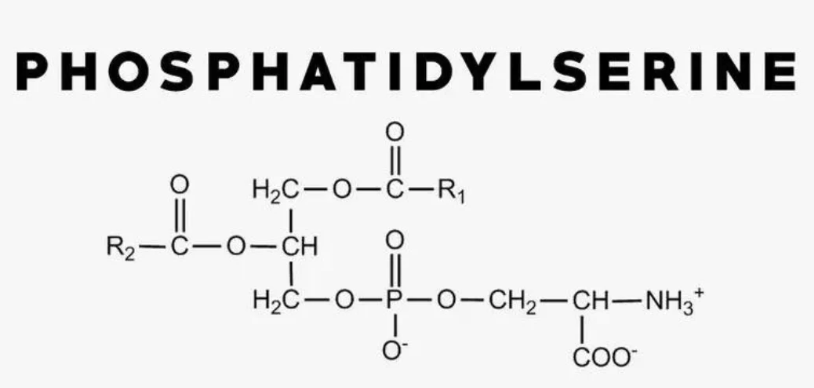 Apakah perbezaan antara serin terfosforilasi dan fosfatidilserin.png