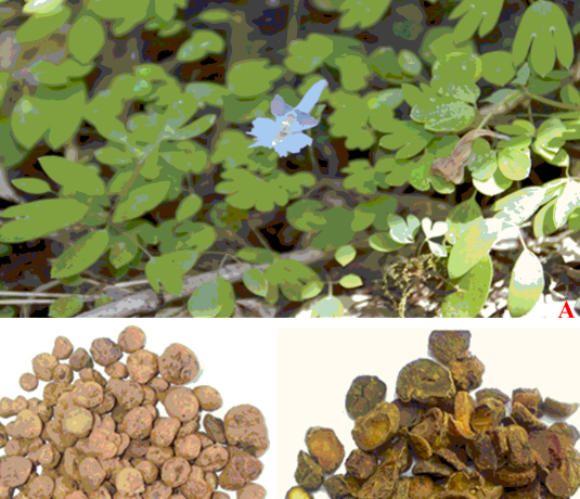 Discovering the Amazing Benefits of Corydalis for Pain Relief Naturally